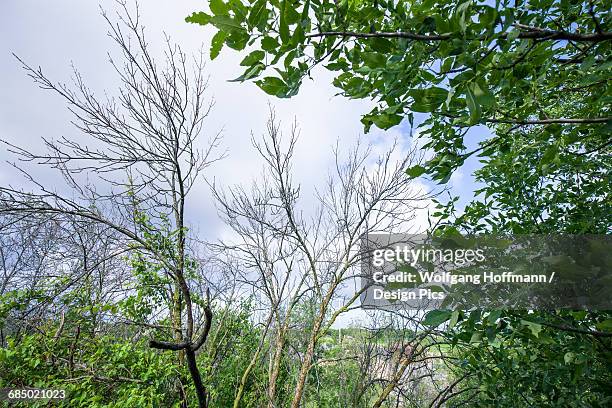effects of the emerald ash borer (agrilus planipennis) on an ash tree - oak creek wisconsin stock-fotos und bilder