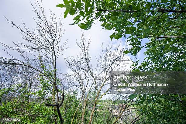 effects of the emerald ash borer (agrilus planipennis) on an ash tree - emerald ash borer beetle stockfoto's en -beelden