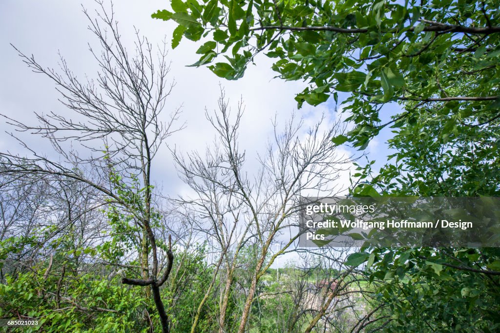 Effects of the Emerald Ash Borer (Agrilus planipennis) on an Ash tree