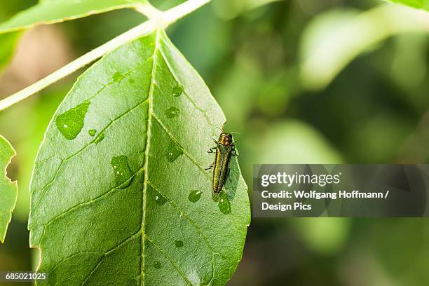 emerald ash borer (agrilus planipennis) feeding on ash leaves in tree top - emerald ash borer photos et images de collection