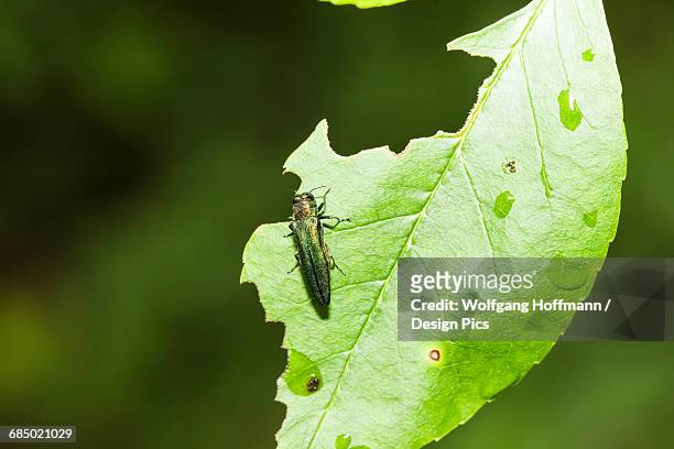 emerald ash borer (agrilus planipennis) feeding on ash leaves in tree top - emerald ash borer beetle stockfoto's en -beelden