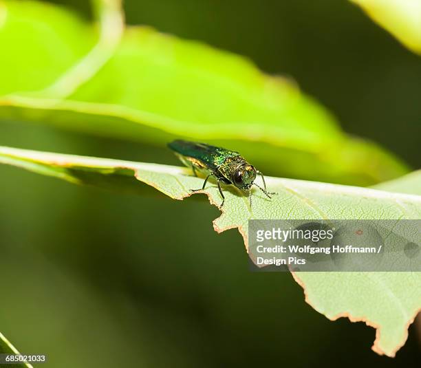 emerald ash borer (agrilus planipennis) feeding on ash leaves in tree top - emerald ash borer beetle stock pictures, royalty-free photos & images