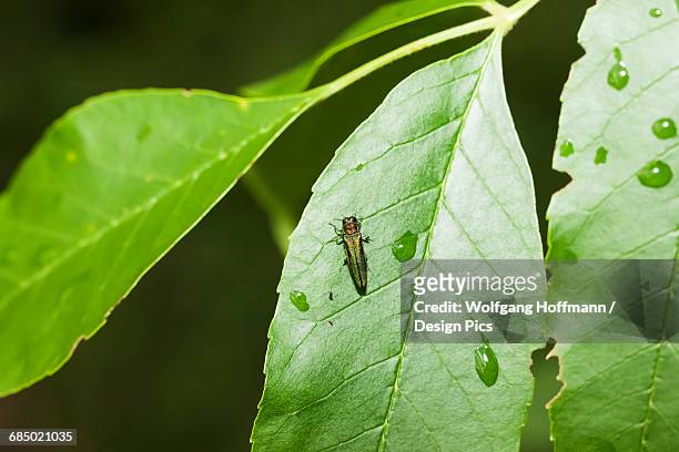 emerald ash borer (agrilus planipennis) feeding on ash leaves in tree top - emerald ash borer ストックフォトと画像
