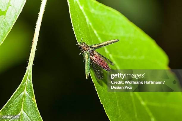 emerald ash borer (agrilus planipennis) feeding on ash leaves in tree top - oak creek wisconsin stock-fotos und bilder