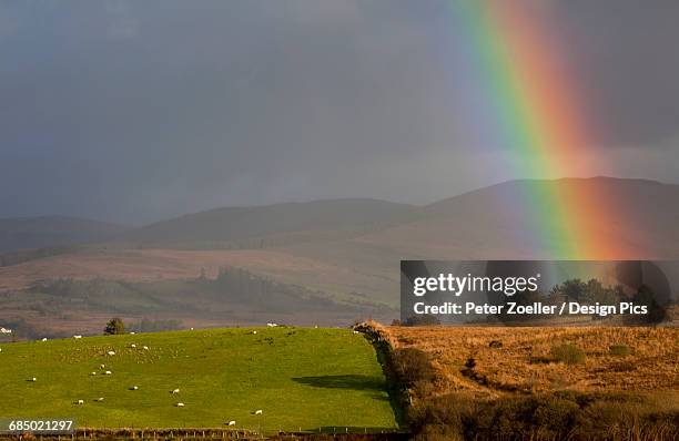bright rainbow shining through storm clouds to the ground with sheep grazing in a lush green pasture, near sneem - county kerry stock pictures, royalty-free photos & images