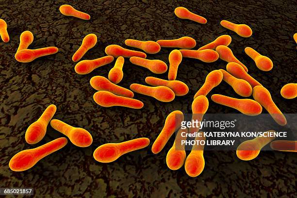 clostridium tetani bacteria, illustration - eukaryote stock illustrations