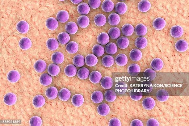 staphylococci bacteria, illustration - staphylococcus aureus stock illustrations