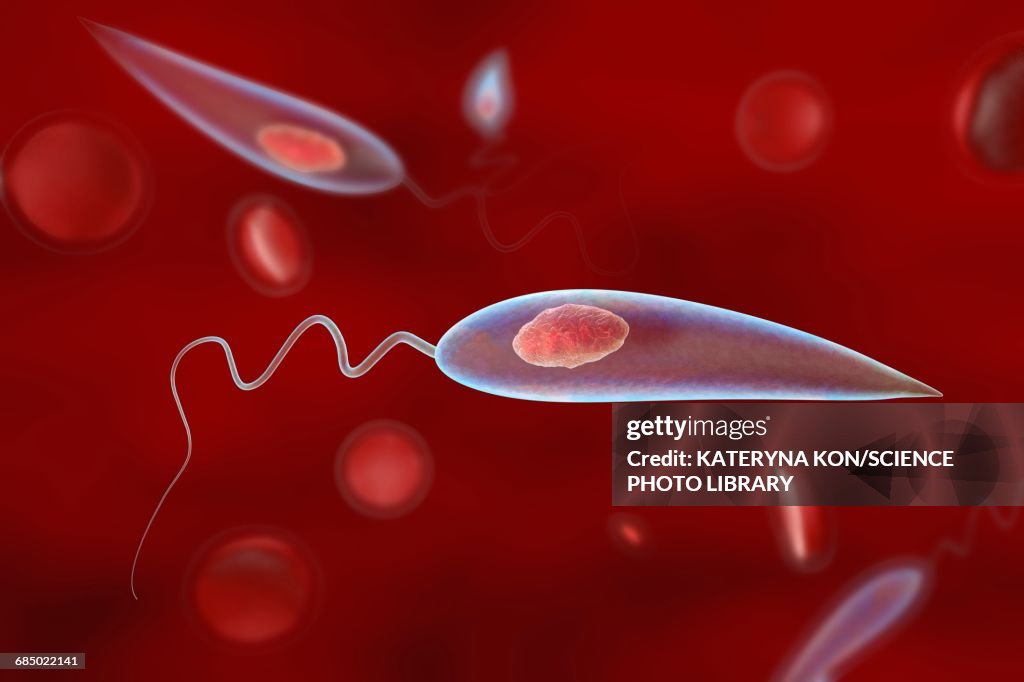 Leishmania parasites, illustration