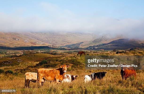 cattle in a pasture, near sneem - sneem fotografías e imágenes de stock