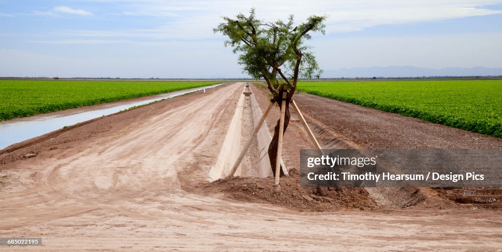 Two sugar beet fields are divided by irrigation ditches and a propped up tree in Californias Imperial Valley
