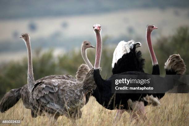 strauß in der wildnis - ostrich plume stock-fotos und bilder