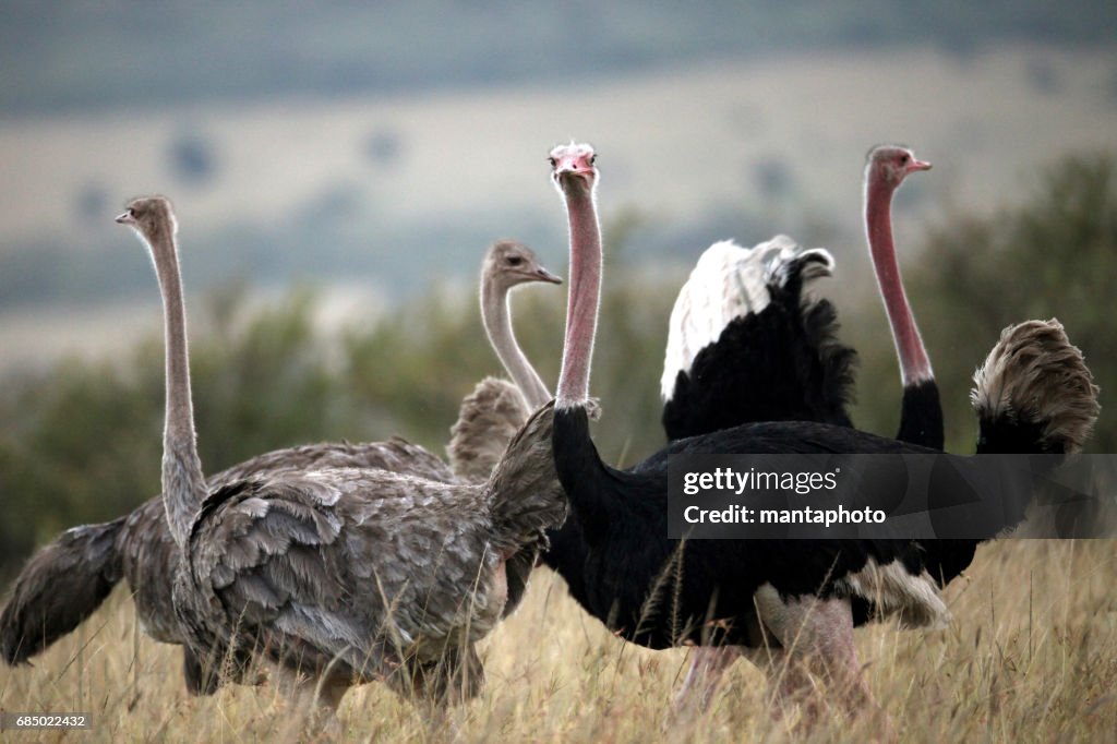 Ostrich in the wild