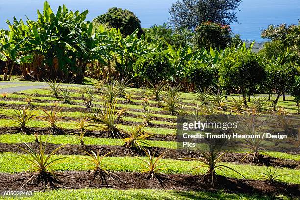 on a demonstration farm in the north kona district of the big island, pineapple plants are grown on a terraced hillside with banana trees, coffee trees and the pacific ocean in the background - the big pineapple stockfoto's en -beelden
