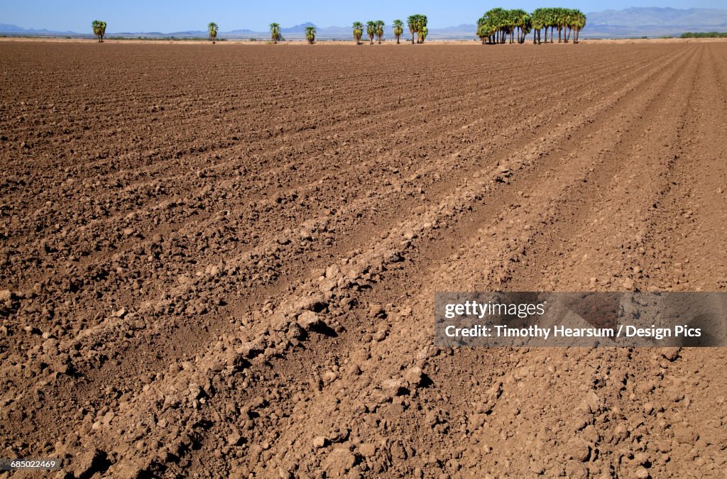 A plowed field in autumn awaits planting of the next crop, palm trees, mountains and blue sky are in the background, near Ehernsburg