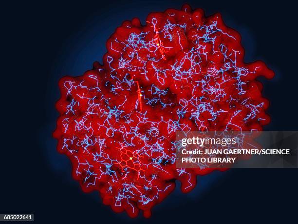 haemoglobin, molecular model - hemoglobin stock illustrations