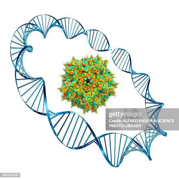adeno-associated virus, illustration - capsid stock illustrations