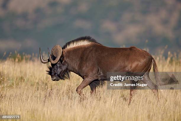 black wildebeest or white-tailed gnu (connochaetes gnou), mountain zebra national park, south africa - mountain zebra national park stock-fotos und bilder