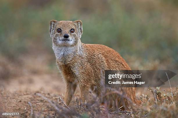 yellow mongoose (cynictis penicillata), mountain zebra national park, south africa - mountain zebra national park stock-fotos und bilder