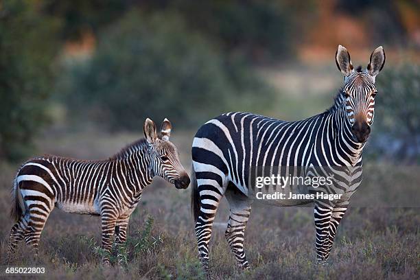 cape mountain zebra (equus zebra zebra) mare and foal, mountain zebra national park, south africa - mountain zebra national park stock-fotos und bilder