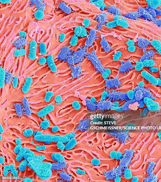 oral bacteria, sem - micrografía electrónica escaneadora fotografías e imágenes de stock