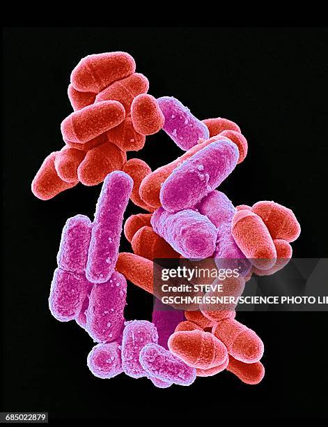 bacteria and yeast, sem - micrografia eletrónica de varrimento imagens e fotografias de stock