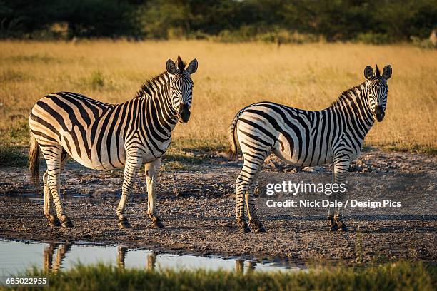 two burchells zebra (buphagus africanus) in line beside water - buphagus africanus stock pictures, royalty-free photos & images