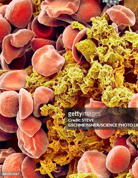 red blood cells and platelets, sem - strahlentier stock-fotos und bilder
