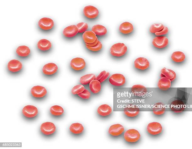 red blood cells, sem - strahlentier stock-fotos und bilder