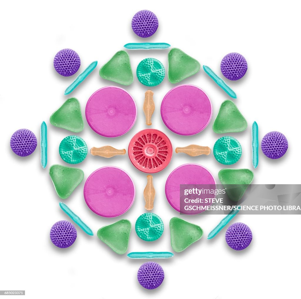 Diatoms and radiolaria, SEM