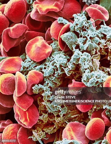 red blood cells and platelets, sem - platelet stock-fotos und bilder