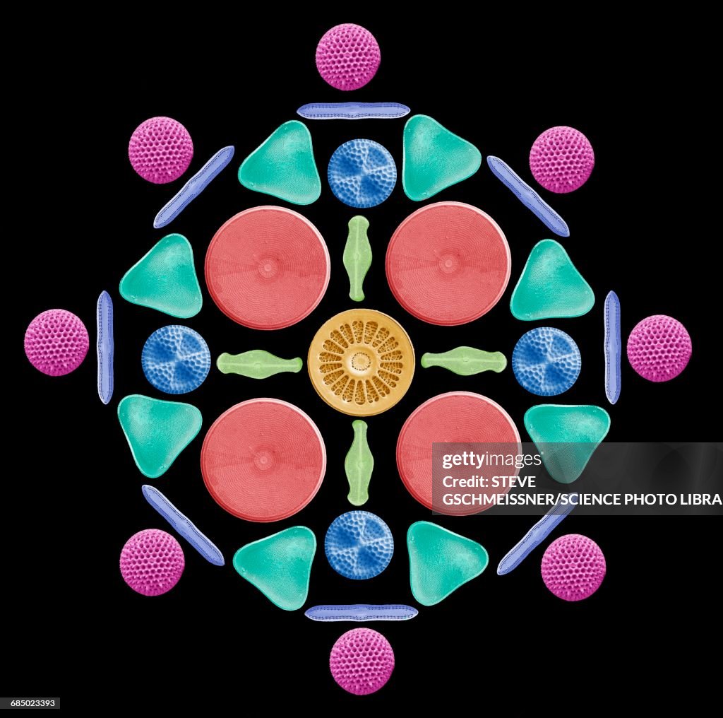 Diatoms and radiolaria, SEM