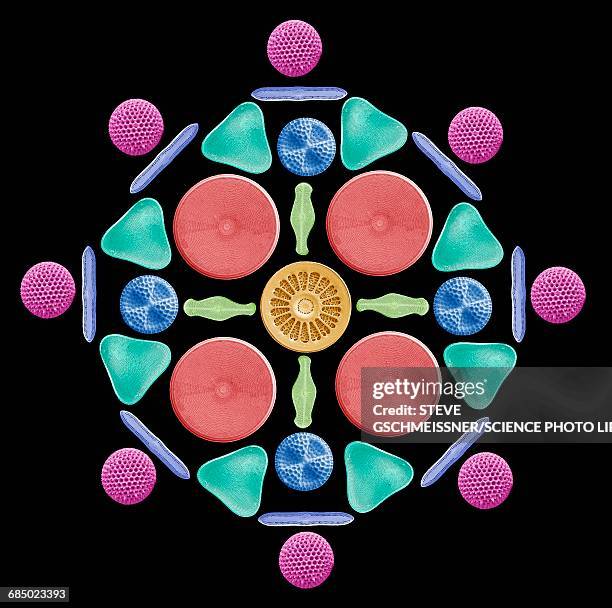 diatoms and radiolaria, sem - diatom stock illustrations