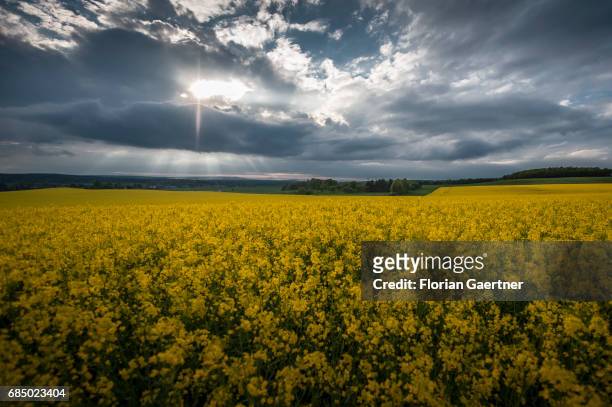 Field of rape is pictured in front of a sunset on May 14, 2017 in Kodersdorf, Germany.