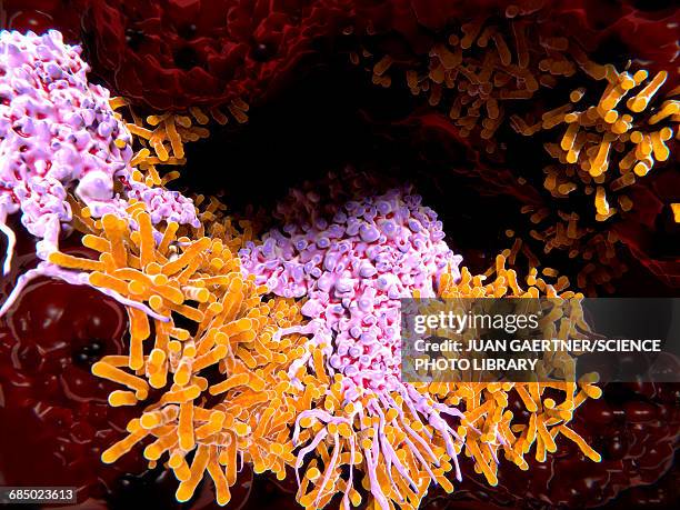 illustrazioni stock, clip art, cartoni animati e icone di tendenza di macrophages in tuberculosis, illustration - macrofago