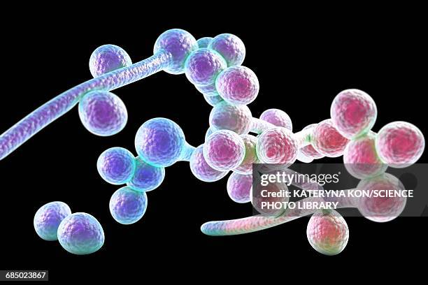 candida albicans fungi, illustration - gynecological examination stock illustrations