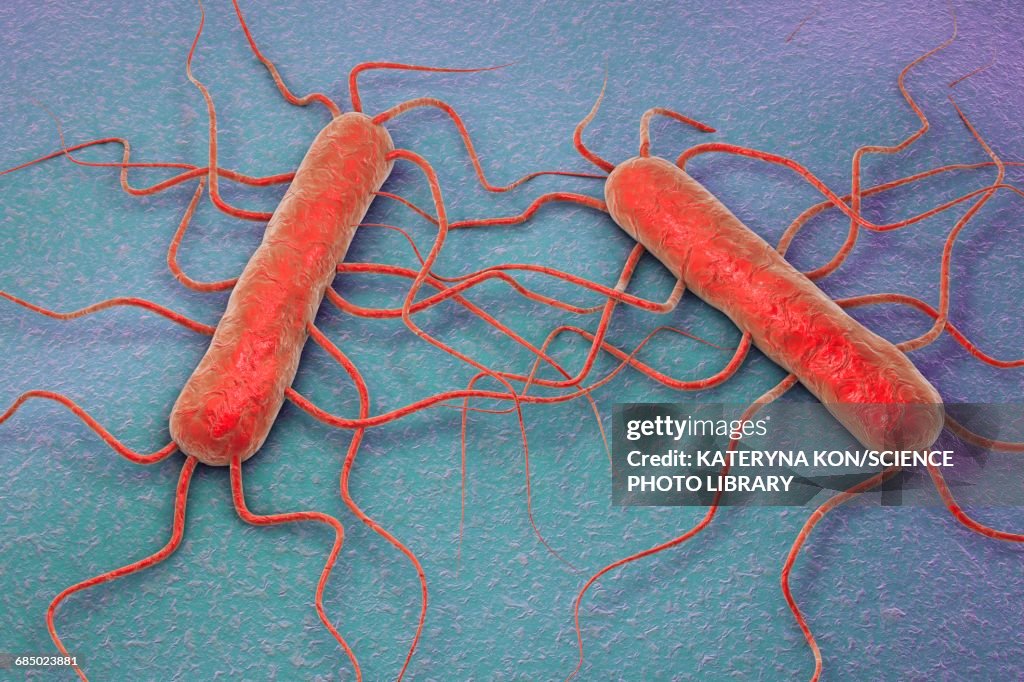 Listeria monocytogenes, illustration