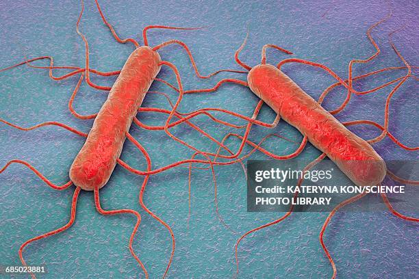 listeria monocytogenes, illustration - unhealthy living stock illustrations