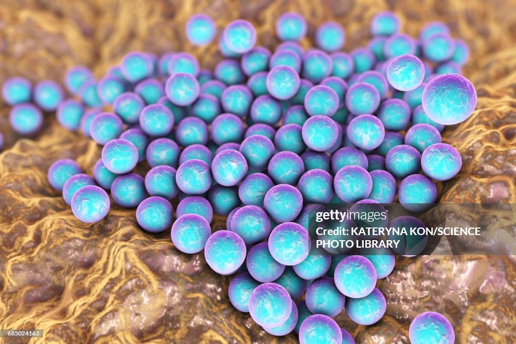 Staphylococci bacteria, illustration