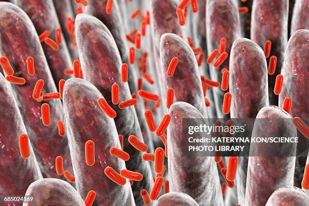 intestinal villi, bacteria, illustration - epithelium stock illustrations