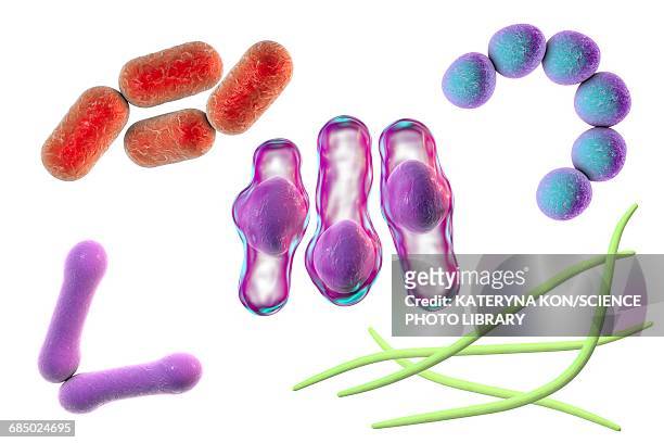bacteria, illustration - streptococcus stock-grafiken, -clipart, -cartoons und -symbole