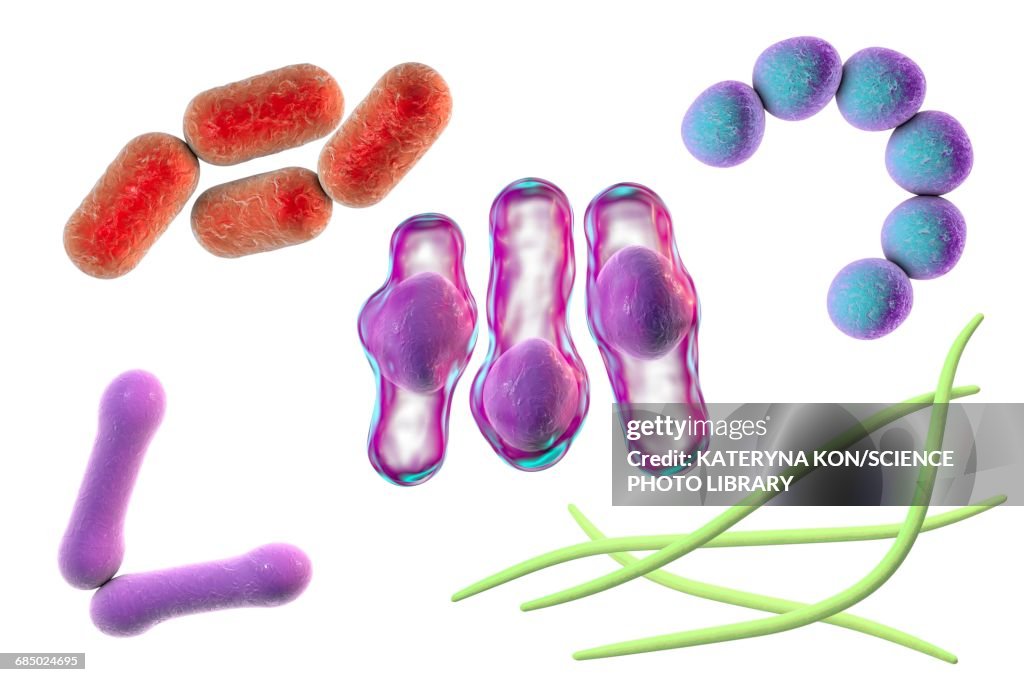 Bacteria, illustration