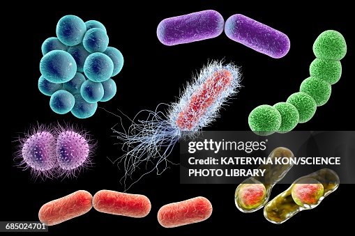 Bacteria, illustration Bacteria, illustration