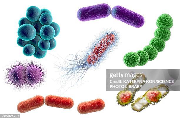 illustrazioni stock, clip art, cartoni animati e icone di tendenza di bacteria, illustration - bacteria