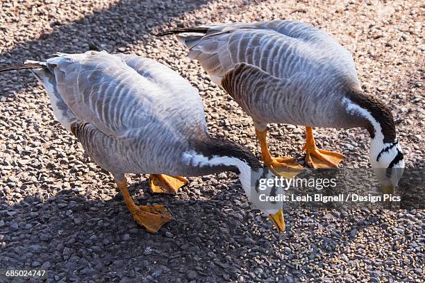 bar-headed geese (anser indicus) pecking at the ground, fota wildlife park - anser indicus stock pictures, royalty-free photos & images
