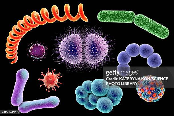 microbes, illustration - e coli stock illustrations