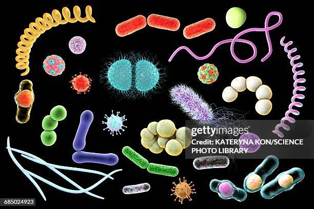 microbes, illustration - klebsiella stock illustrations