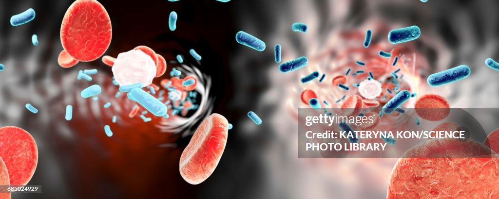 Bacteria in blood, illustration
