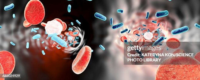 Bacteria in blood, illustration Bacteria in blood, illustration