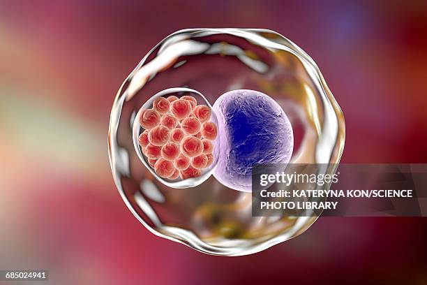 stockillustraties, clipart, cartoons en iconen met chlamydia bacteria, illustration - inclusion body