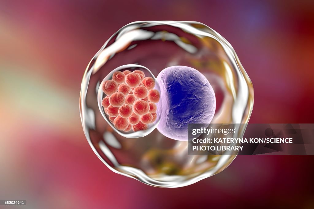 Chlamydia bacteria, illustration